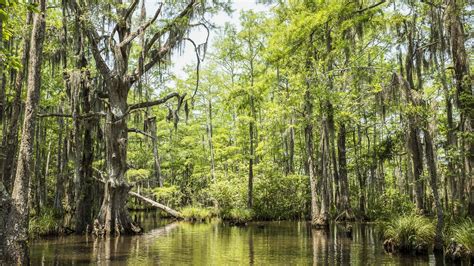 jean lafitte national park thibodaux.